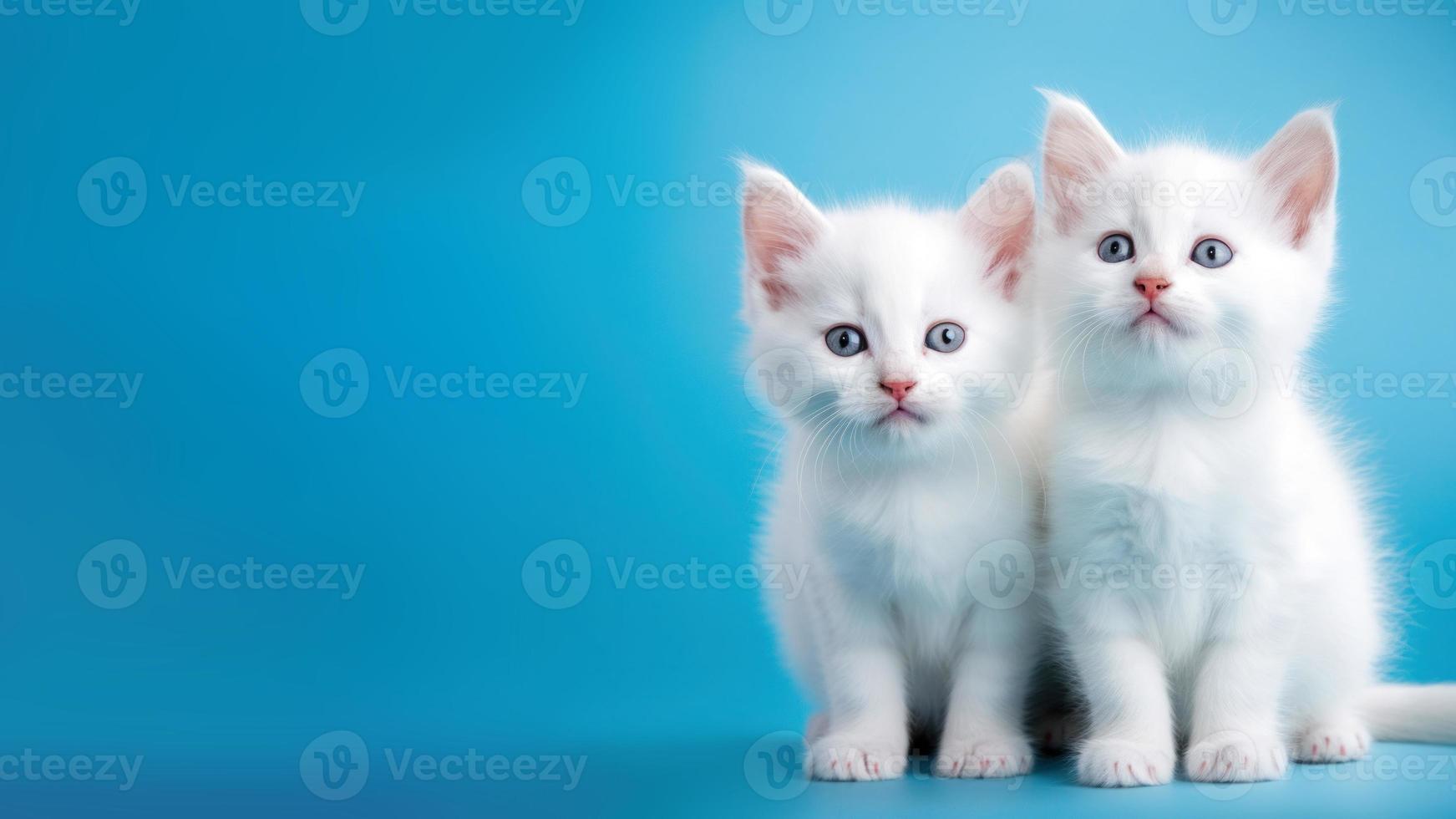 Triple Cute White Kitten isolated on Blue Background photo