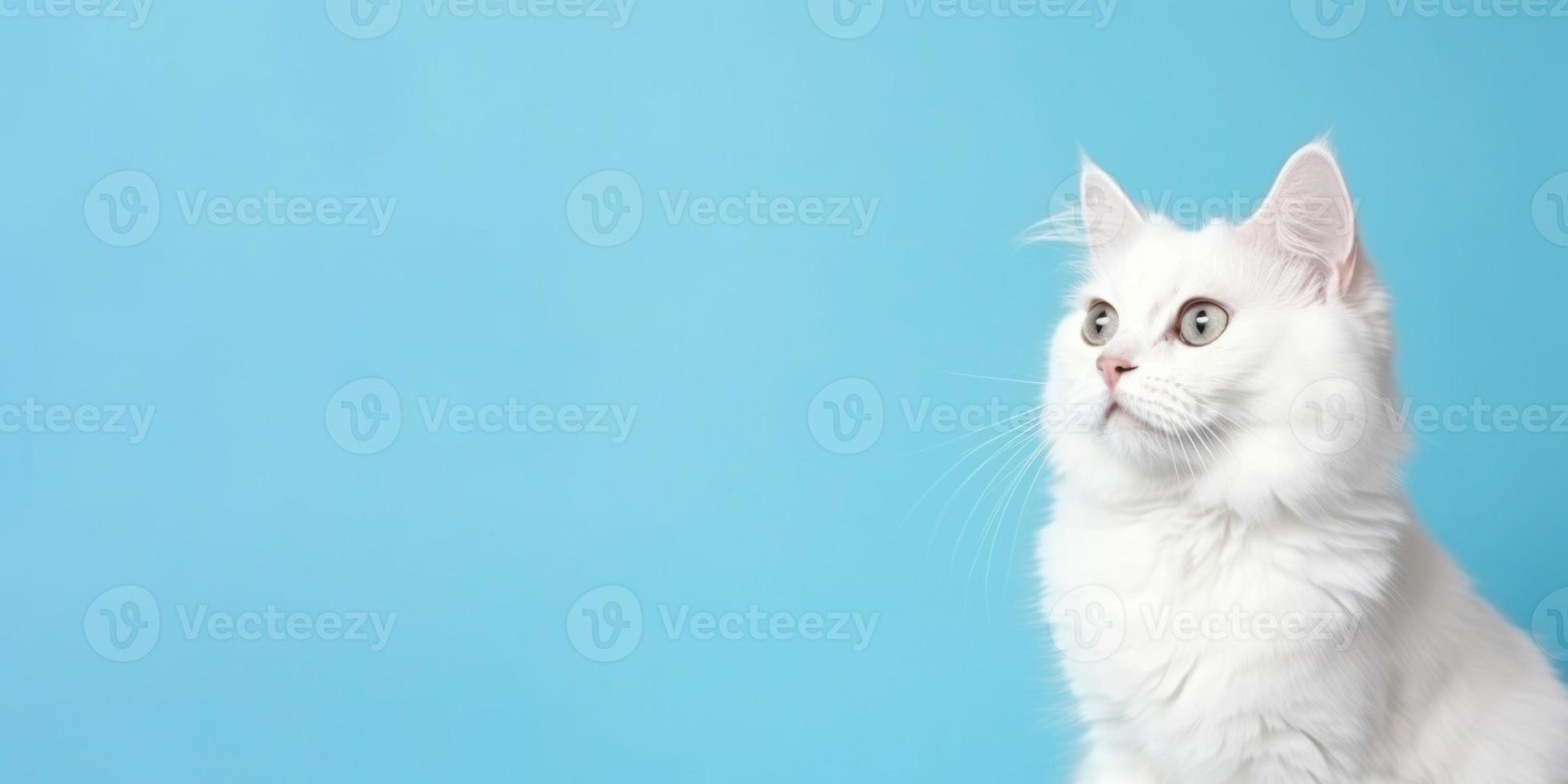 Cute White Kitten isolated on Blue Background photo