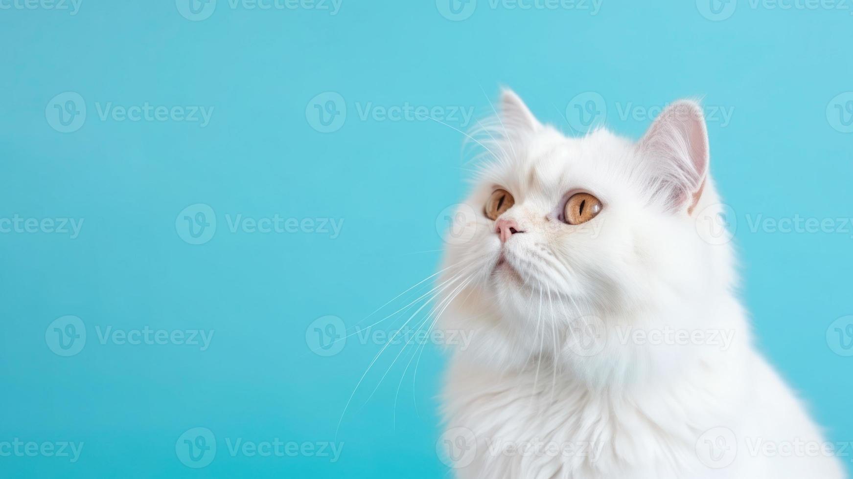 Cute White Kitten isolated on Blue Background photo