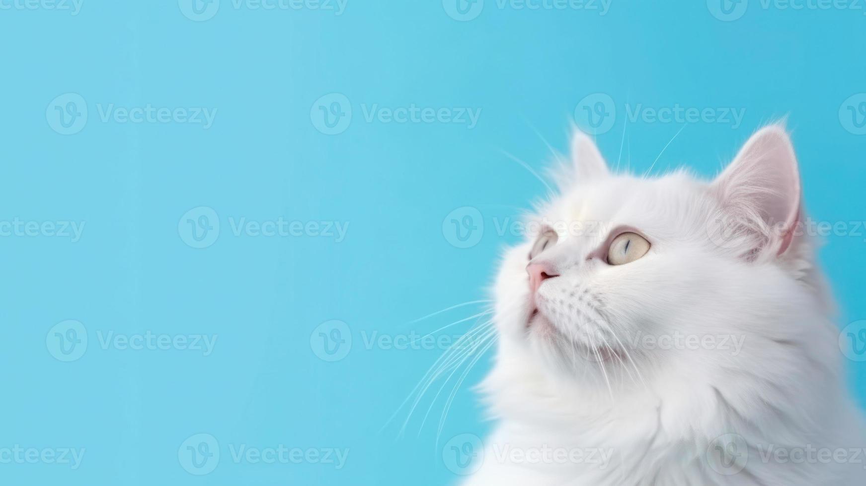 Cute White Kitten isolated on Blue Background photo