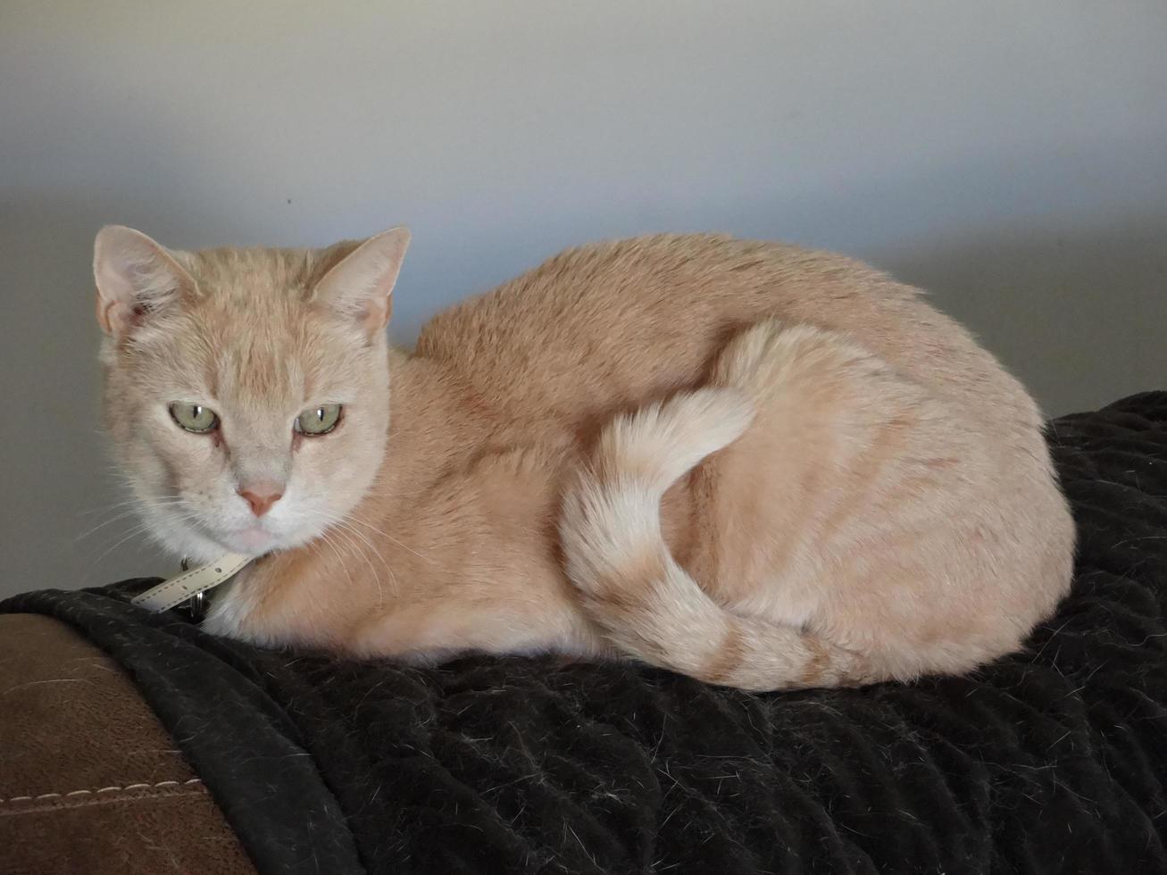 Cat on Sofa photo