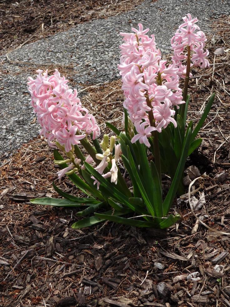 Pink Hyacinths Blooming photo