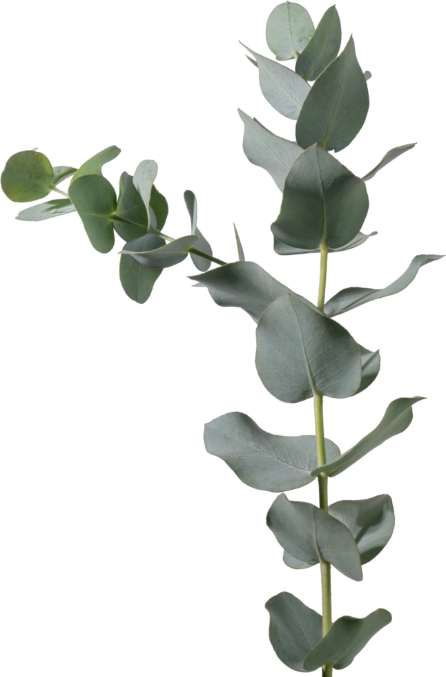 Eukalyptus Blatt ausgeschnitten auf transparent Hintergrund. png