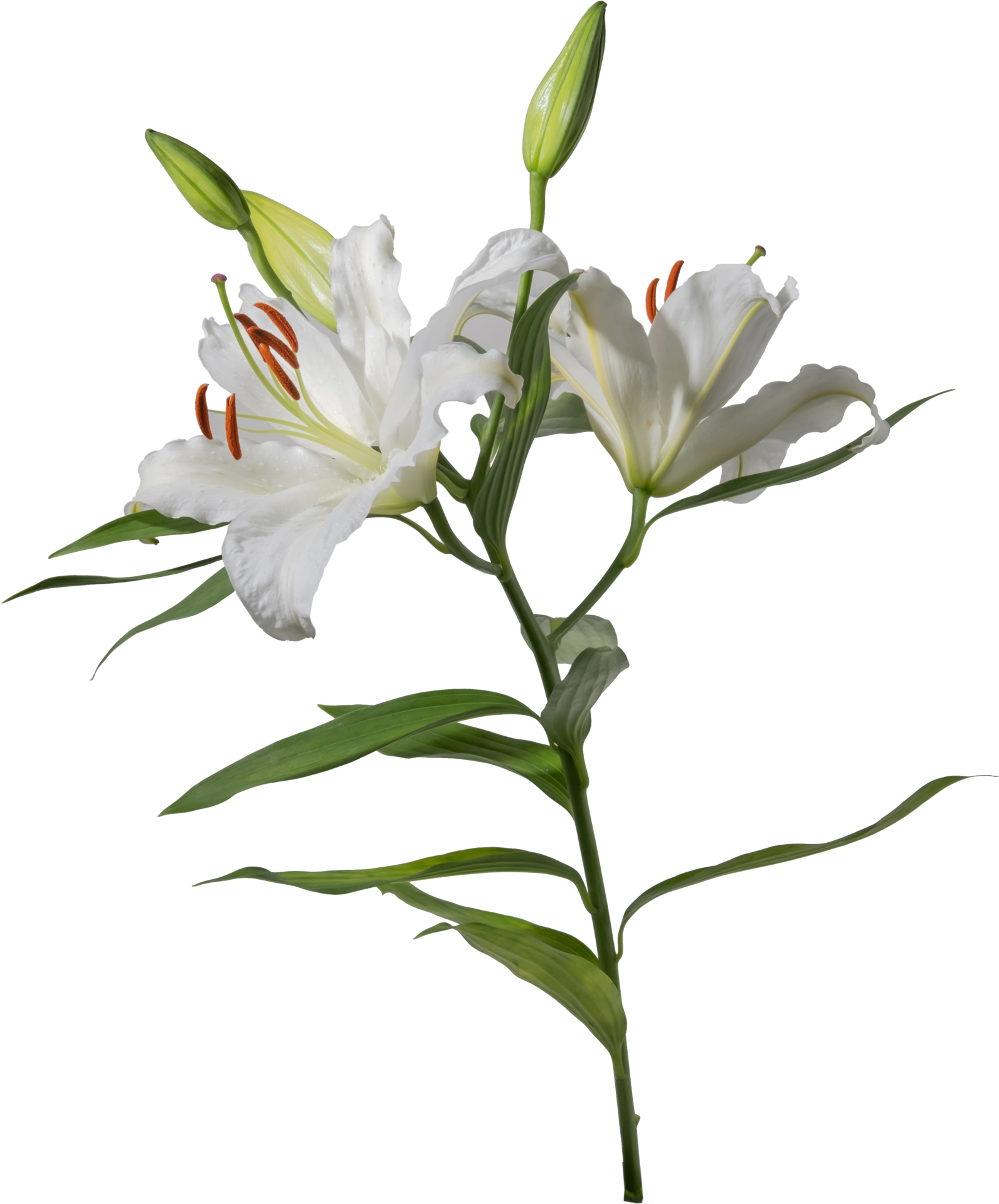 Lelie bloem uitknippen aan transparant achtergrond 22596899 png