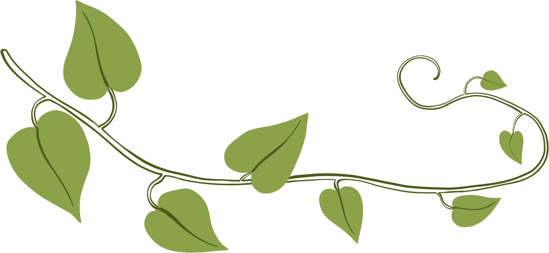 Simplicity ivy freehand drawing png