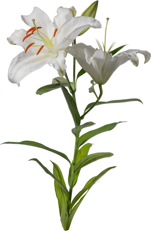 Lily flower cutout on transparent background. png