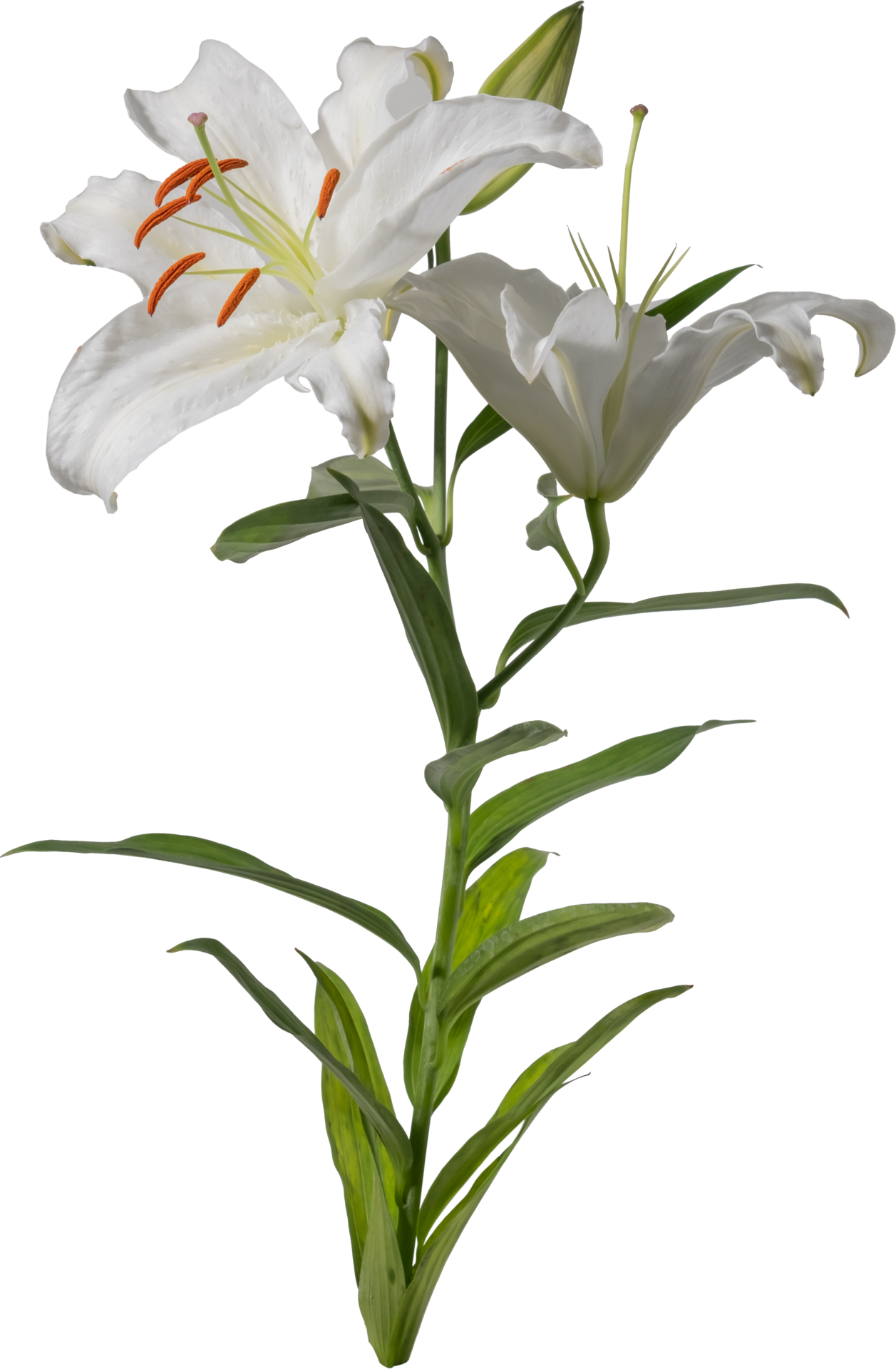 Lily flower cutout on transparent background. 22596991 PNG