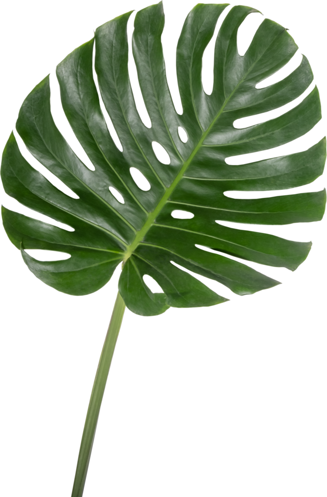 Monstera leaf cutout on transparent background. png