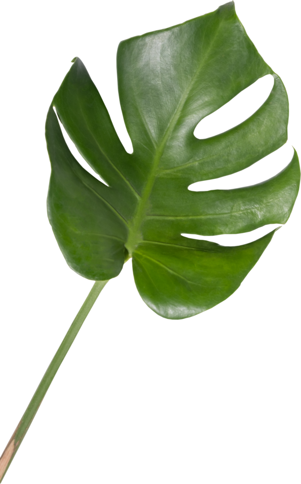 Monstera foglia ritagliare su trasparente sfondo. png