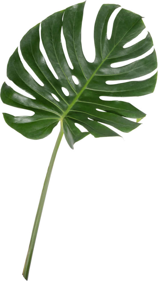 monstera feuille coupé sur transparent Contexte. png