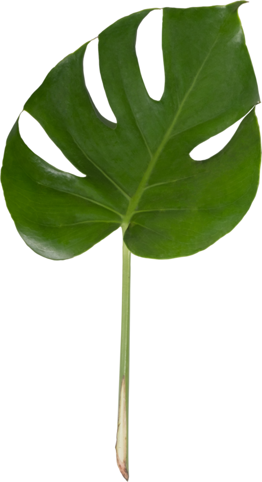 Monstera leaf cutout on transparent background. png