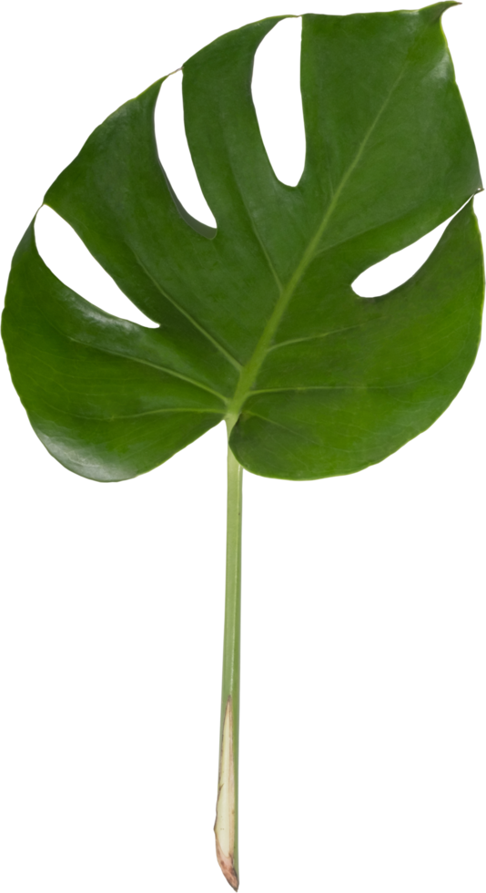 monstera blad uitknippen Aan transparant achtergrond. png