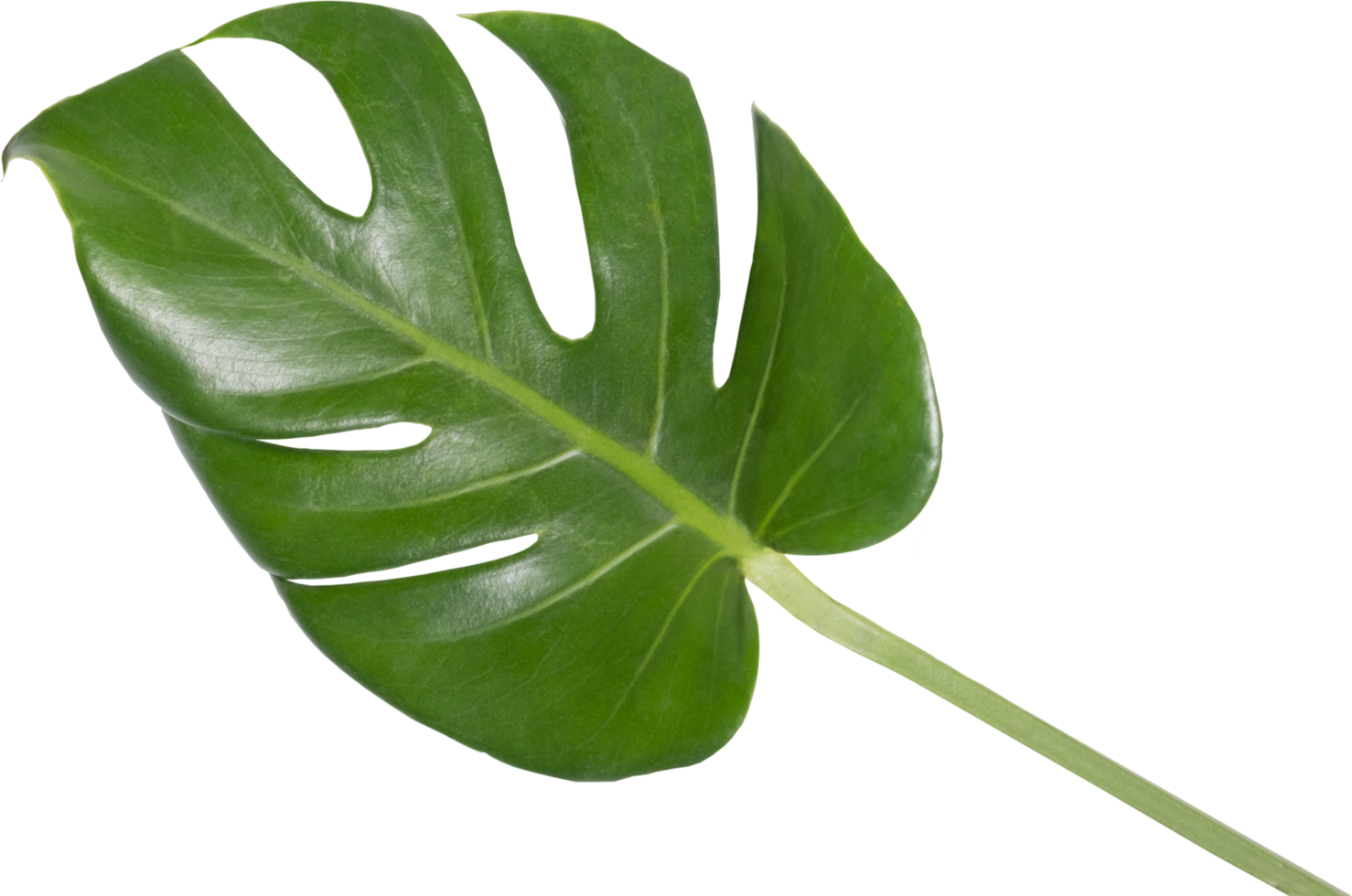 Monstera leaf cutout on transparent background. png