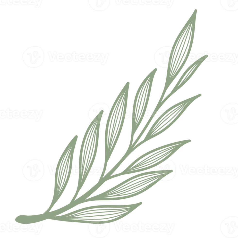 Line Art Leaf png