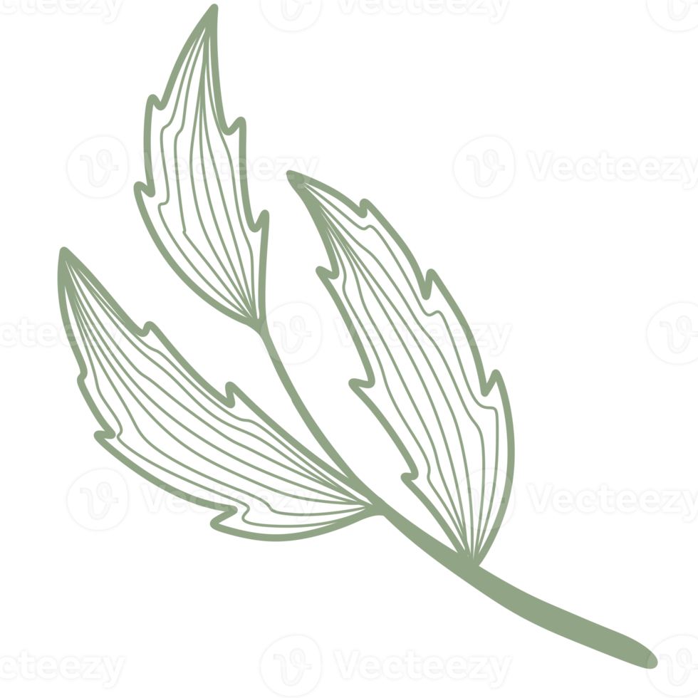 Line Art Leaf png
