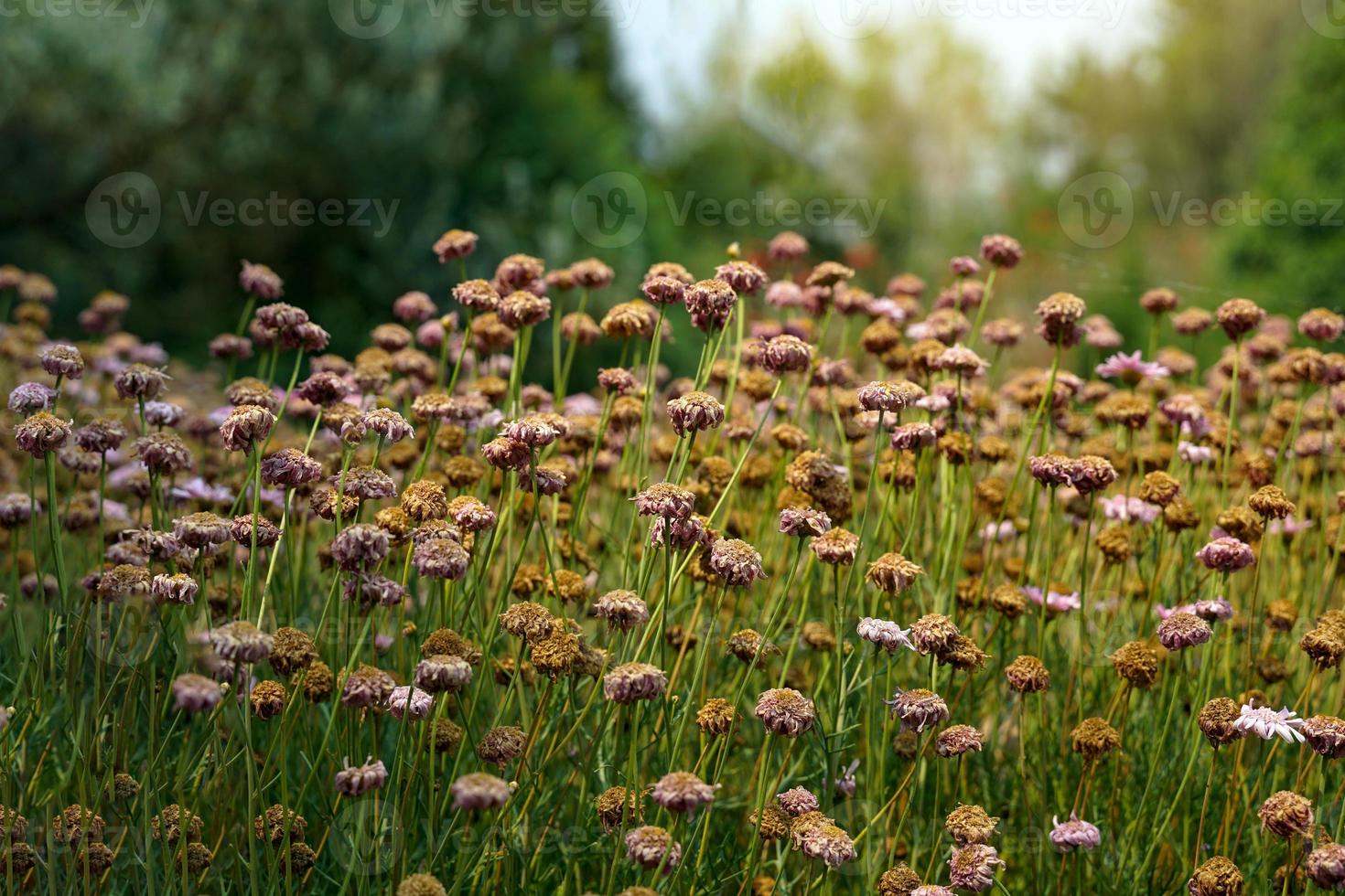 Dead flowers in the plot waiting to be demolished for new planting are beautiful and classic.soft and selective focus. photo