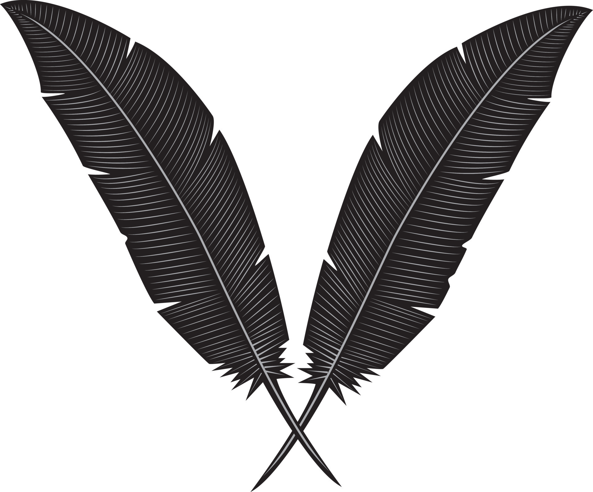 Vector Image Of Two Feathers 22599559 Vector Art at Vecteezy
