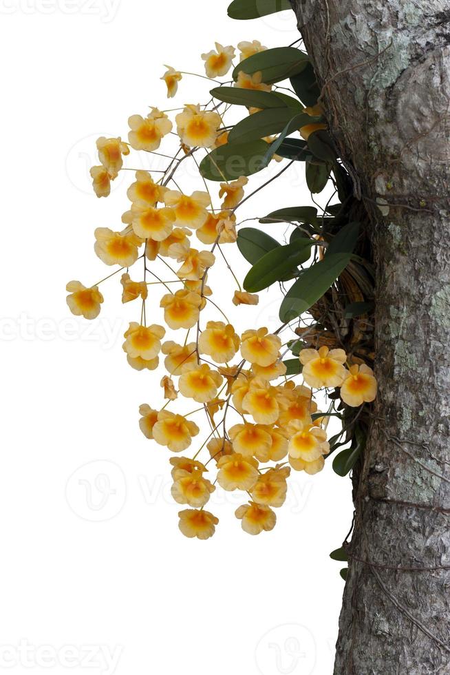 Dendrobium lindleyi Steud or Honey fragrant is yellow orchid flower bloom on tree in the garden isolated on white background included clipping path. photo