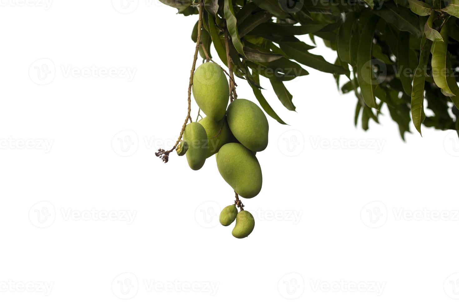 Young Mango fruit on tree with sunlight isolated on white background. photo