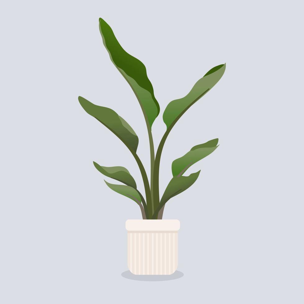 Illustration potted palm for the interior. Isolated. vector