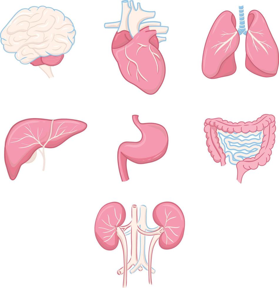 Human organ set vector illustration