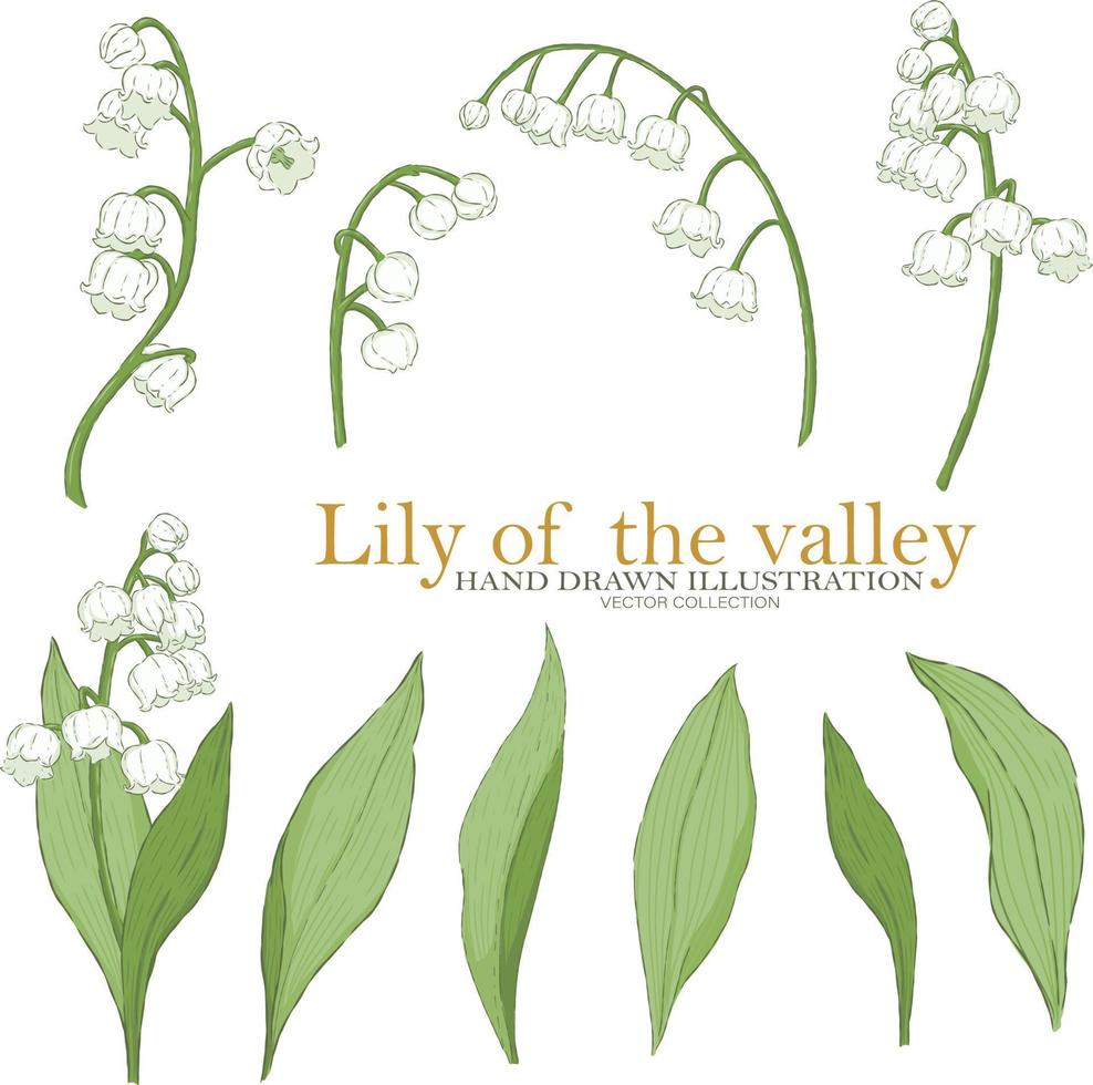 Lily of the valley illustration elements vector collection