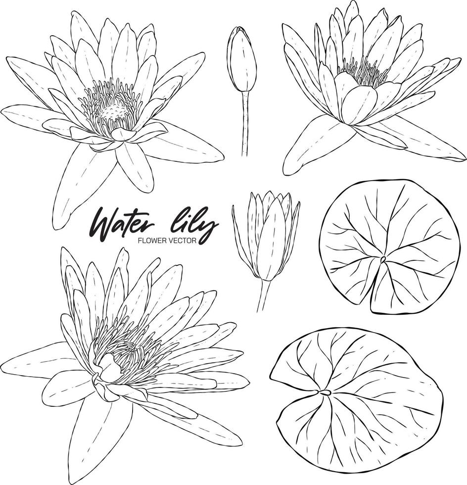water lily hand drawn elements vector image