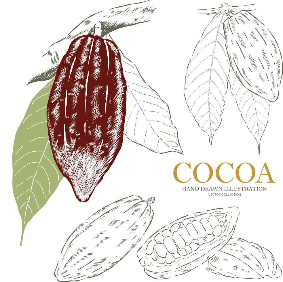 Cocoa hand drawn illustration vector collection