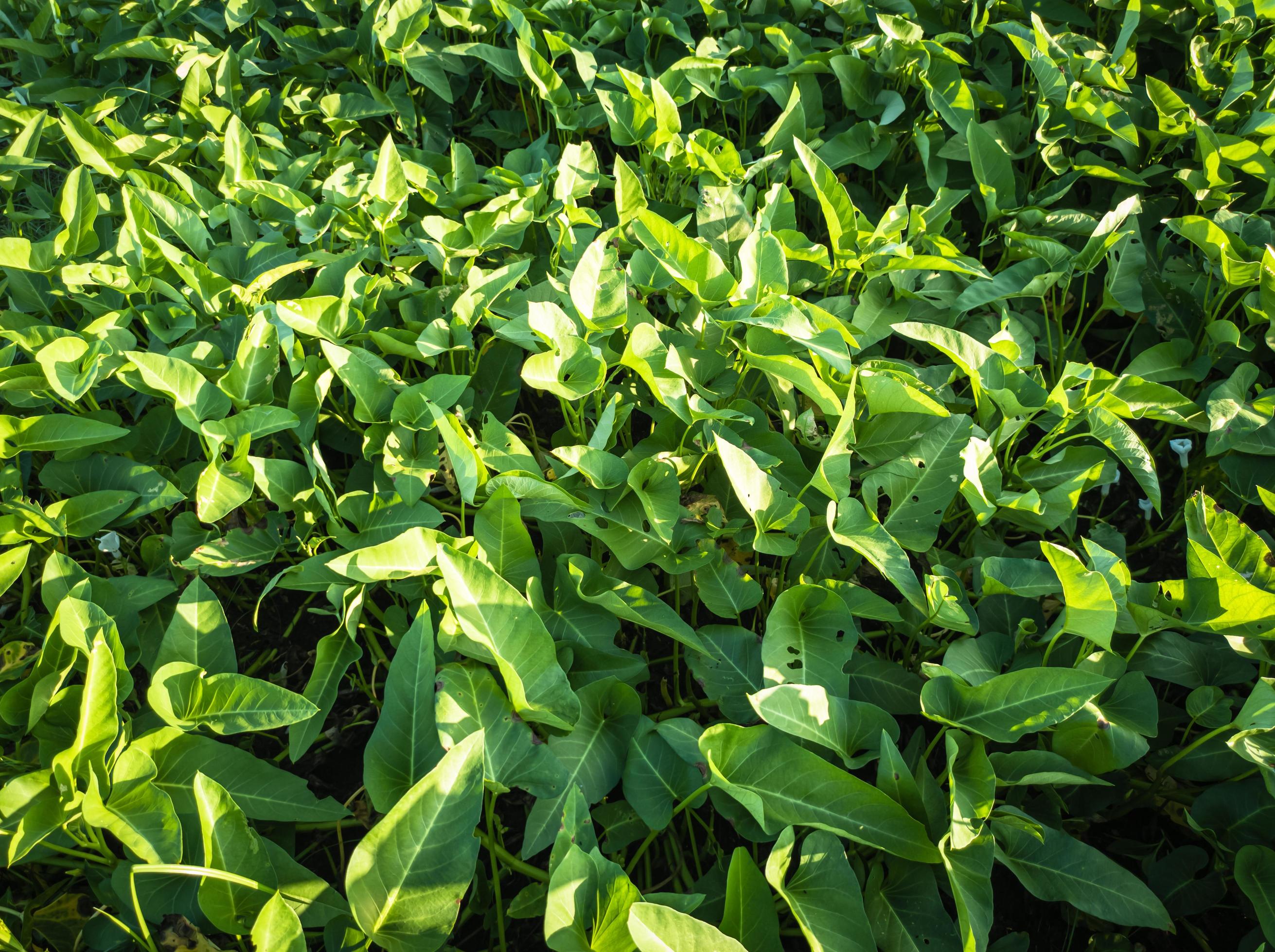 Green kangkung vegetable plant background pattern in the garden with