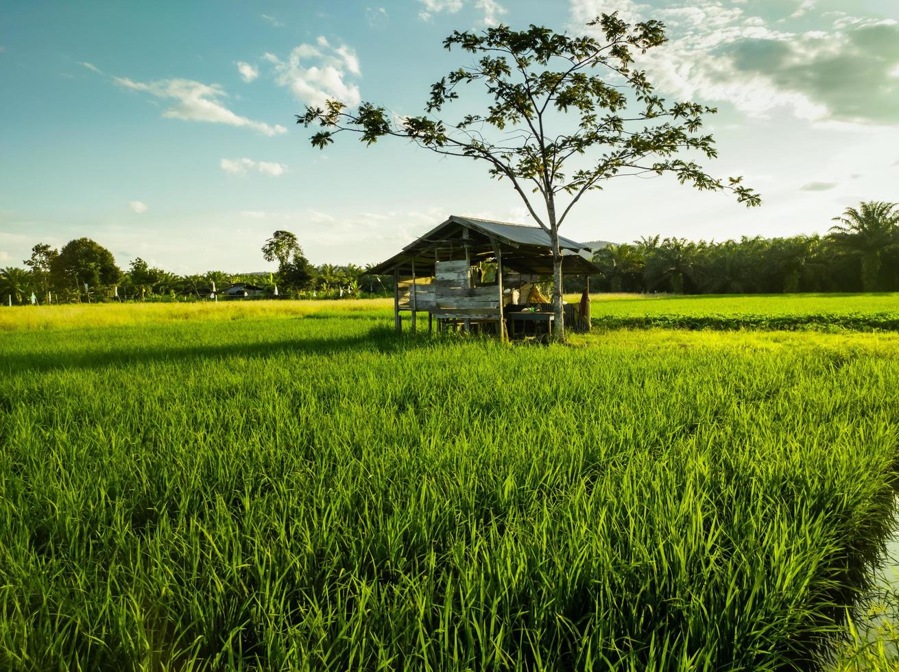 Green Landscape Background Stock Photos, Images and Backgrounds for