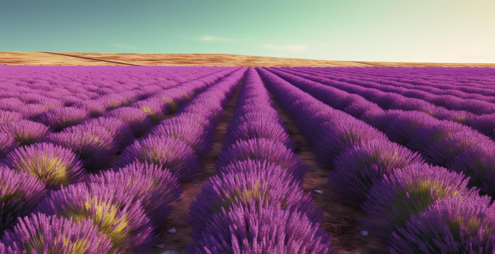 Lavender field. . photo