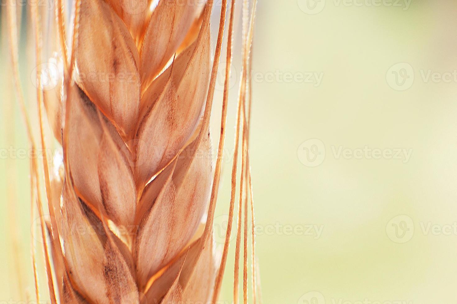 rye spike closeup. rye spike background. rye ear macro photo