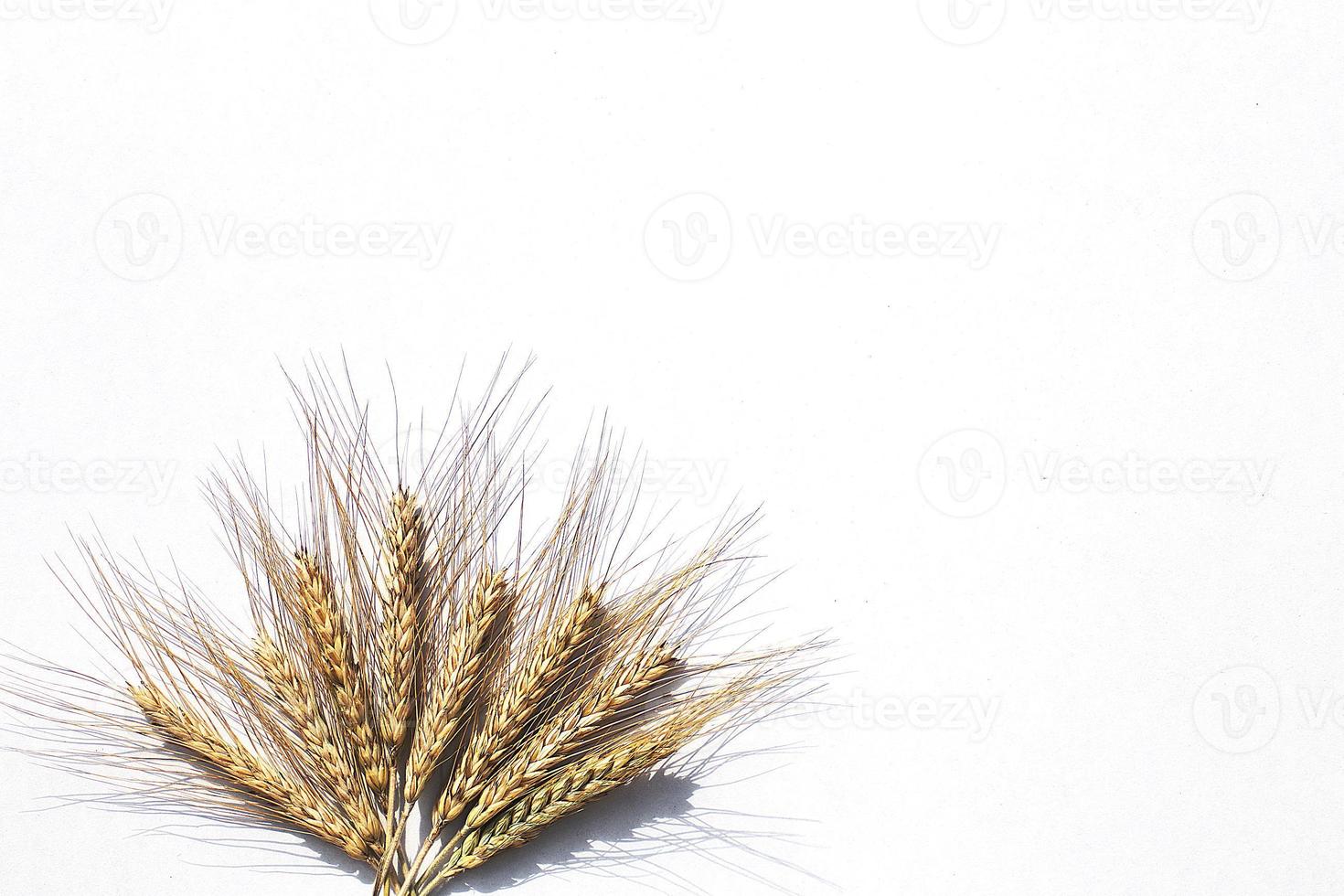 rye ears on a white background. bunch of rye ears photo