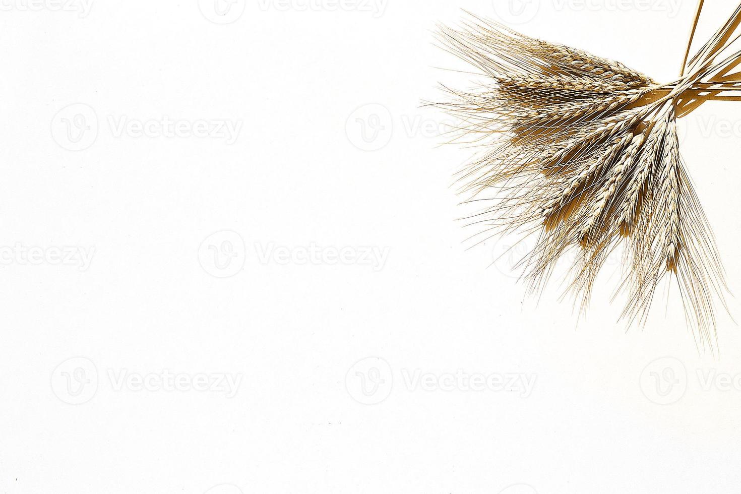 rye ears on a white background. bunch of rye ears photo