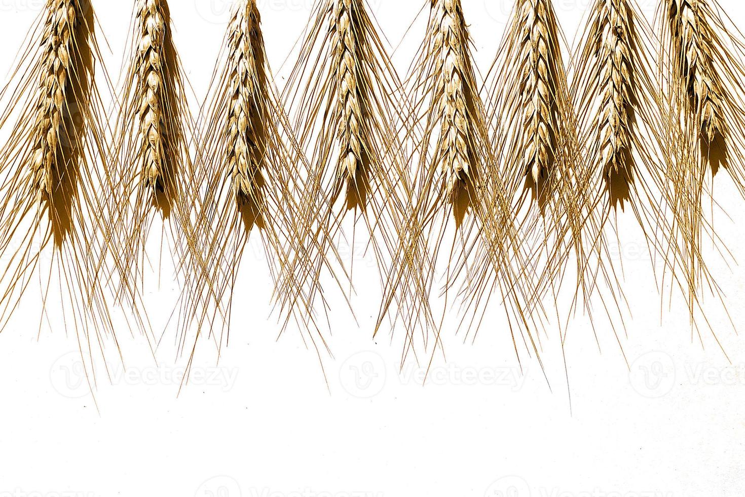 row of rye ears on white background. bunch of rye ears photo