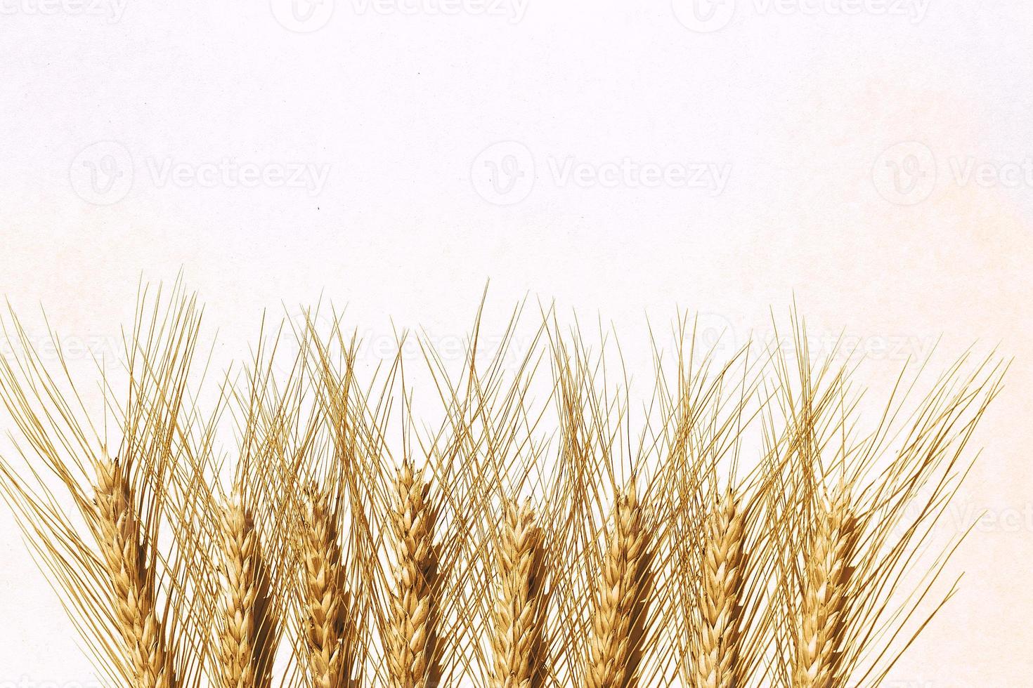 row of rye ears on white background. bunch of rye ears photo