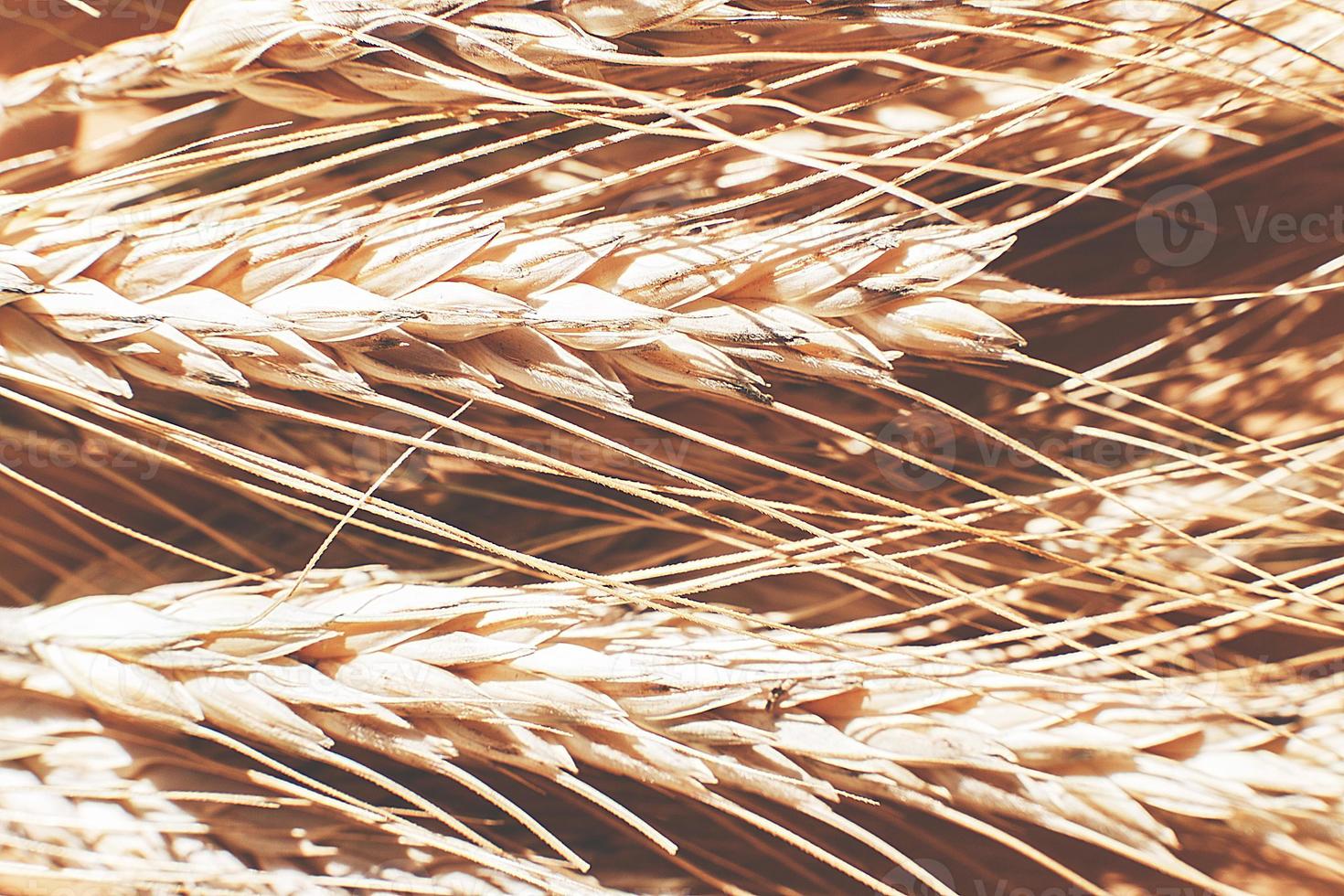 rye spike closeup. rye spike background. rye ears macro photo