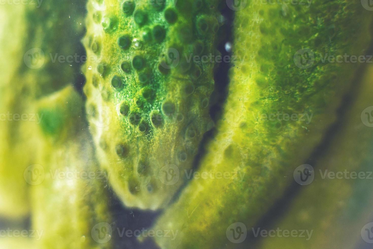 pickled cucumbers in a glass jar close. gherkins cucumbers background photo