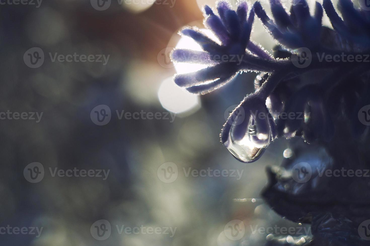 un soltar de agua en un flor pétalo. lavanda. azul flor macro con hermosa bokeh en el lluvia foto
