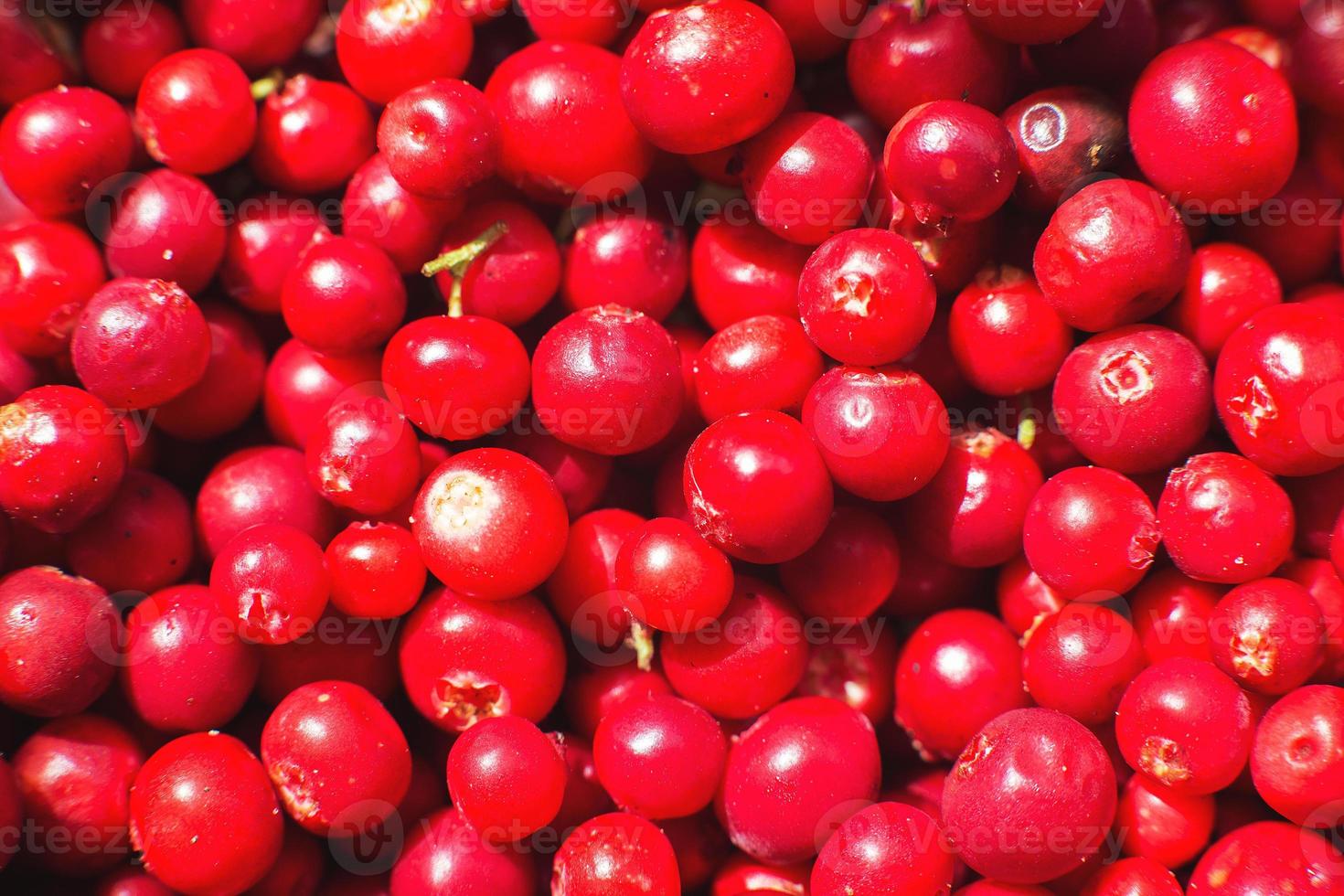 many berries of red lingonberry. lingonberry background. lingonberry close photo