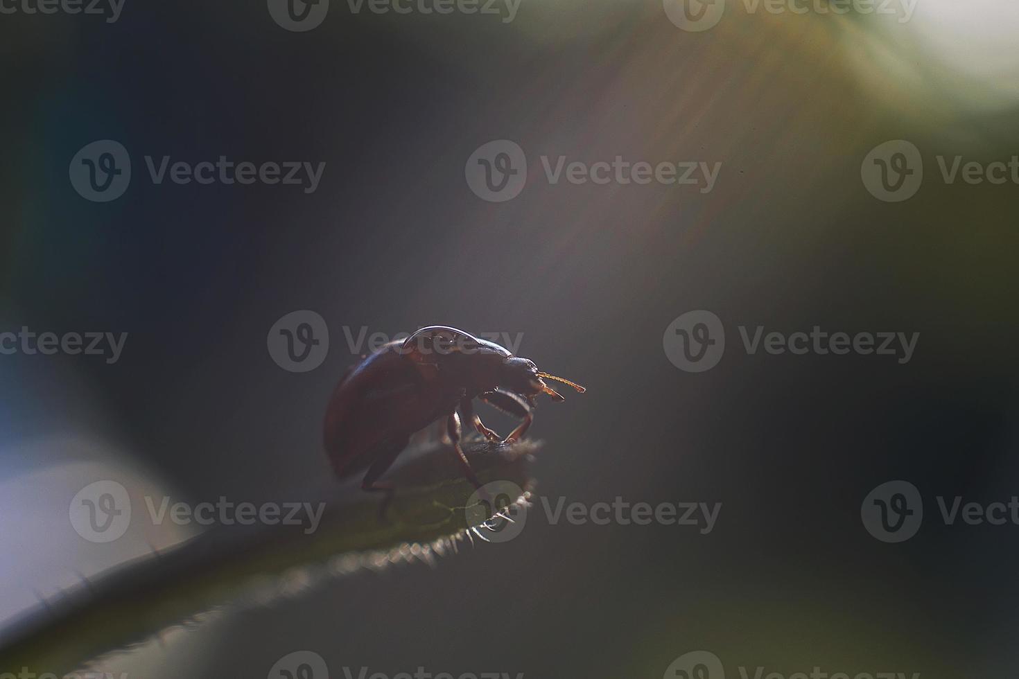 ladybug on leaf close up on green background photo