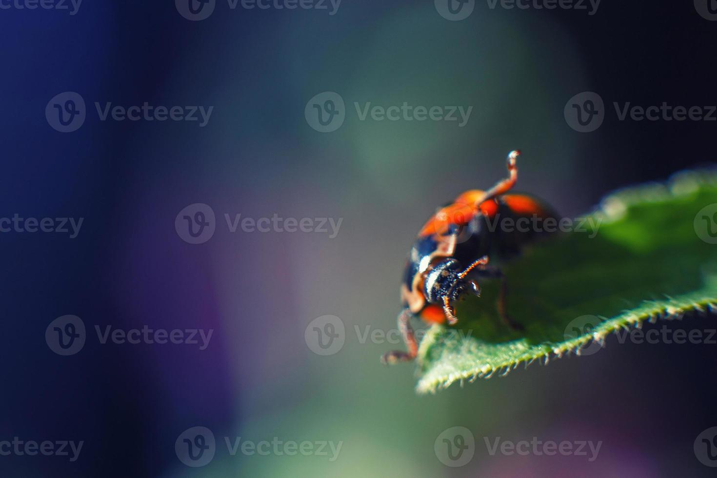 ladybug on leaf close up on a dark blue background photo