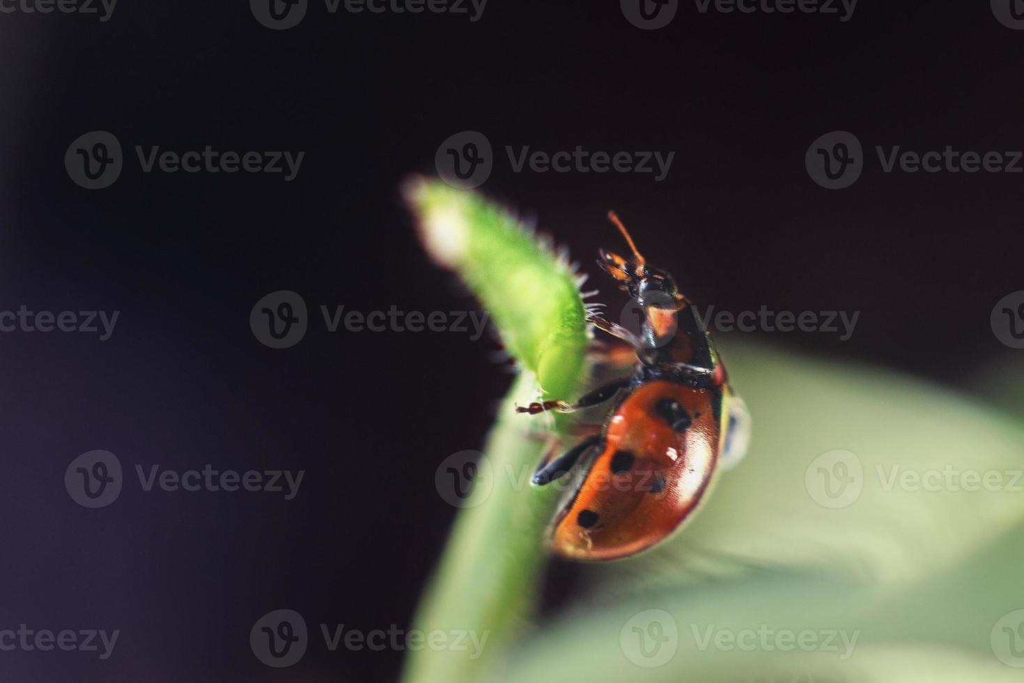 ladybug on leaf close up on a dark blue background photo