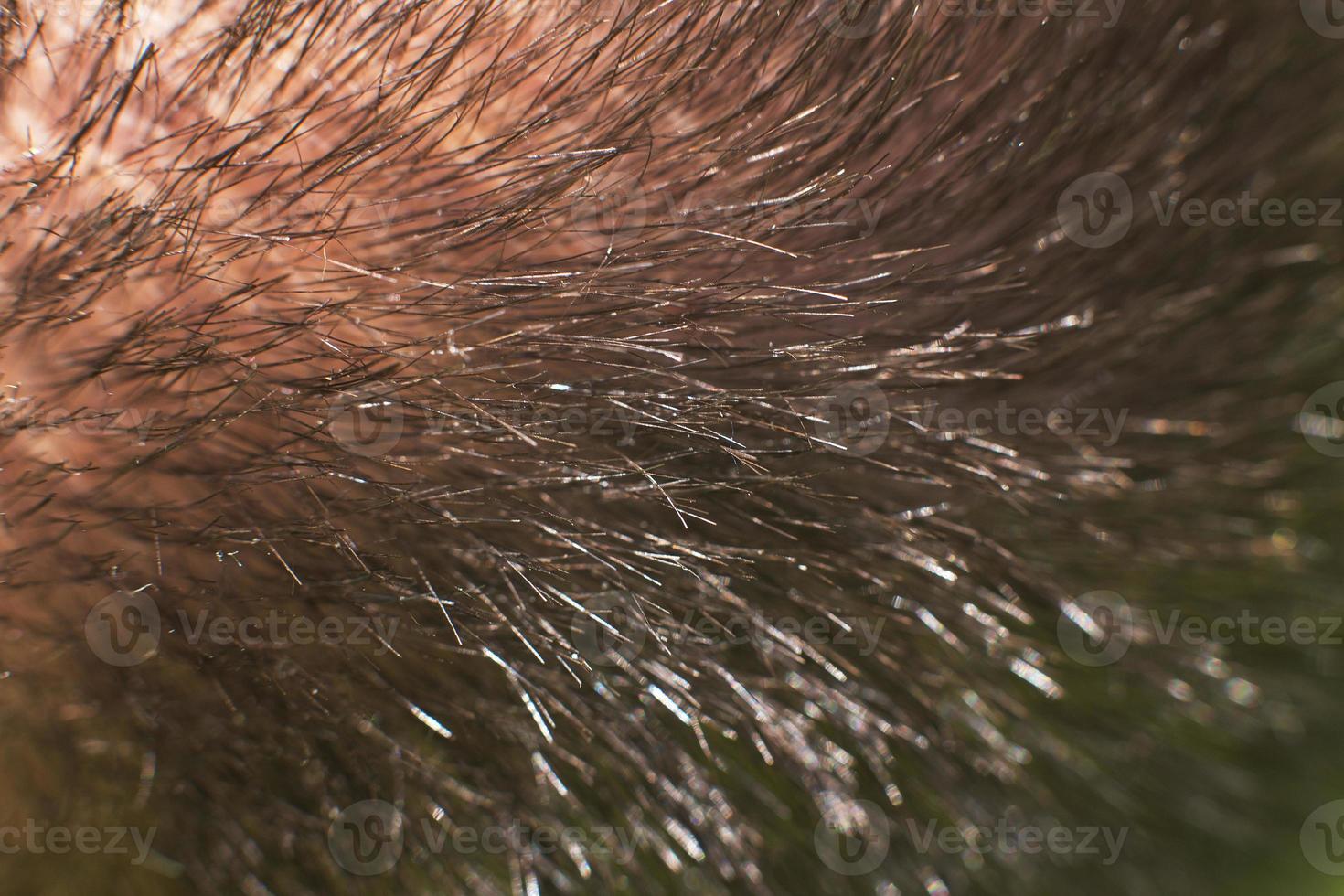 men hair close. head hair macro. hair background photo