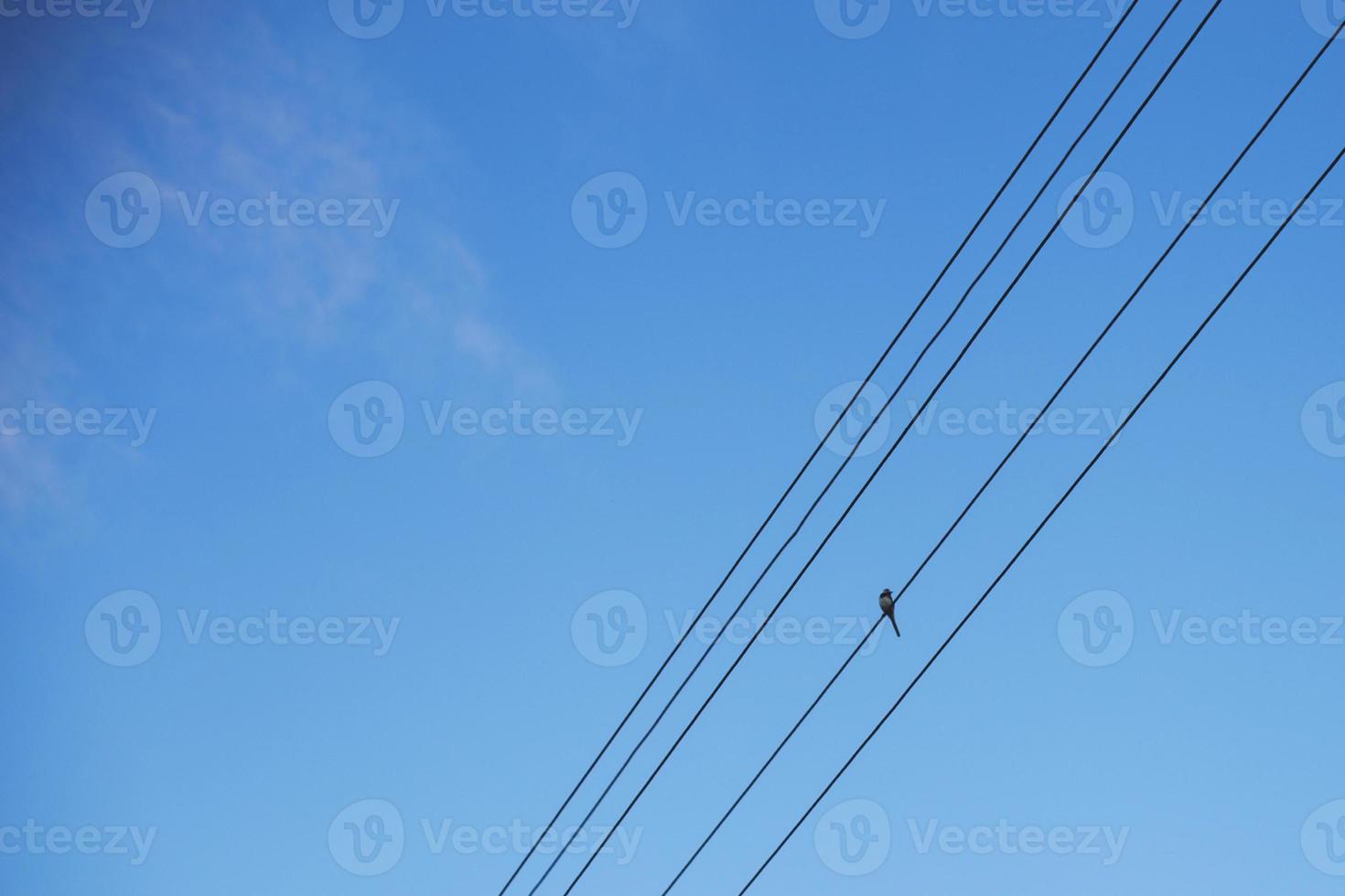 bird wagtail sits on wires against a blue sky photo