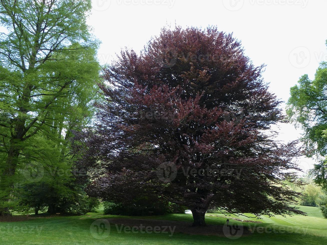 vistoso cobre haya árbol en un prado foto