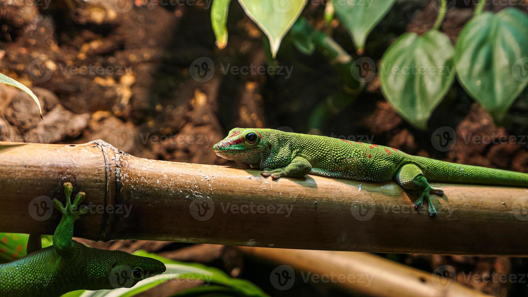 Lizard portrait in the zoo photo