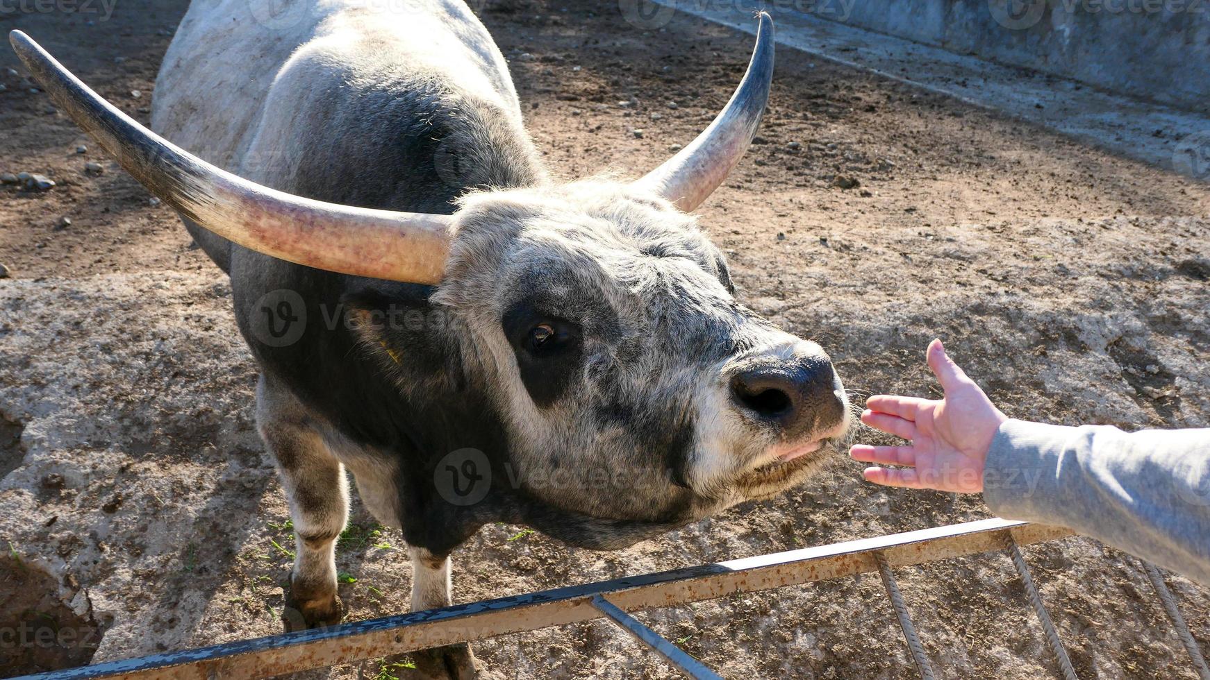 Beautiful cow portrait in the zoo photo