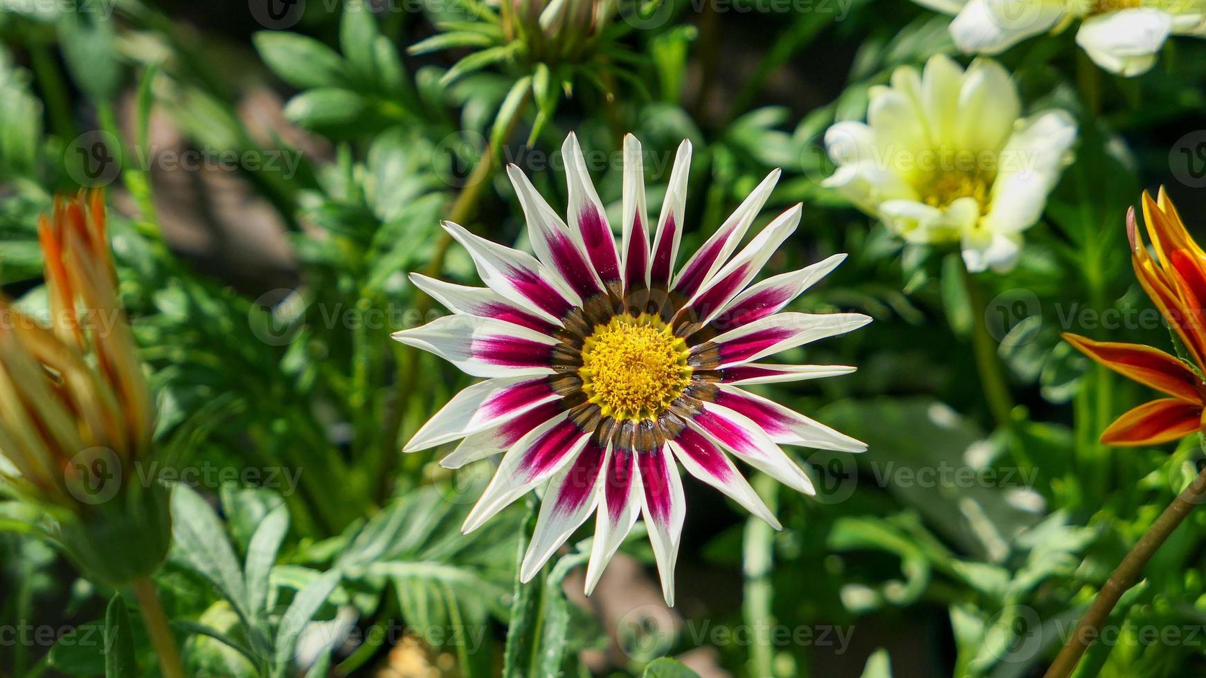 un hermosa daysies flores al aire libre foto