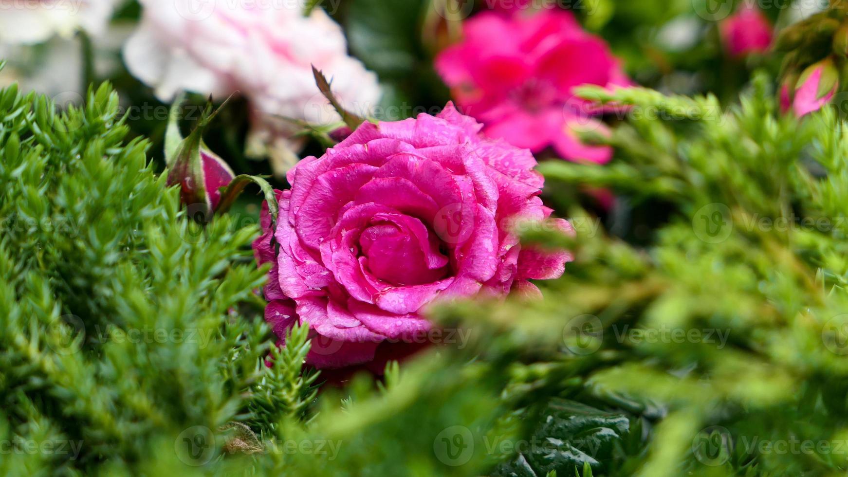 A beautiful rose flowers outdoors photo